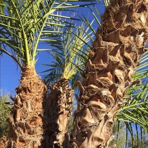 Meet your Posher, Saige